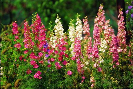 飛燕草怎么養(yǎng) 飛燕草怎么養(yǎng)