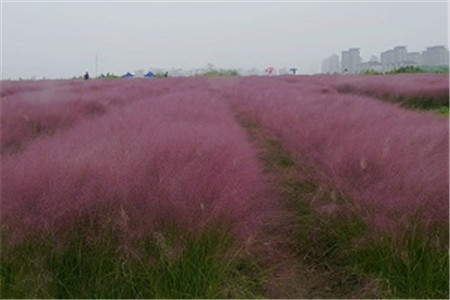 粉黛亂子草 粉黛亂子草