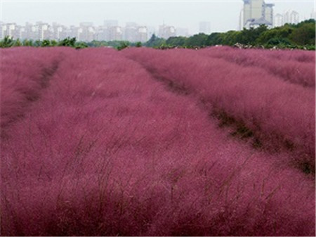 漂亮的粉黛亂子草 漂亮的粉黛亂子草