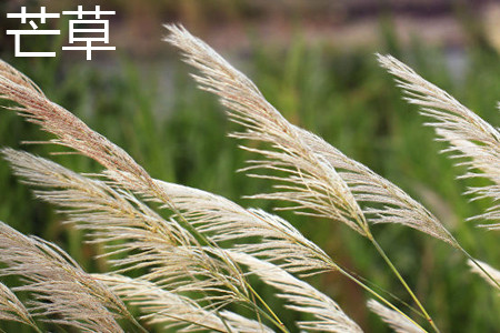 芒草 芒草