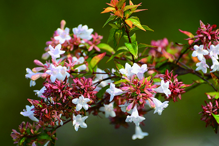 大花六道木 大花六道木