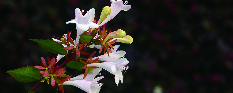 大花六道木花期是什么時候 大花六道木花期是什么時候