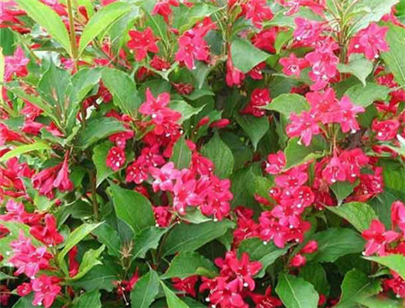 紅王子錦帶植株 紅王子錦帶植株