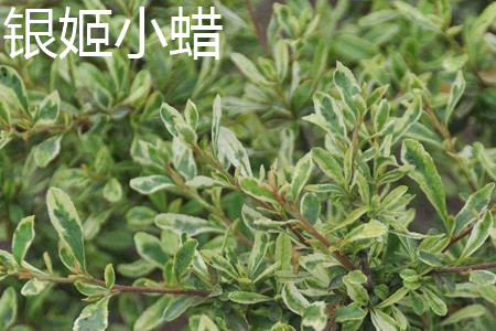 銀姬小蠟 銀姬小蠟