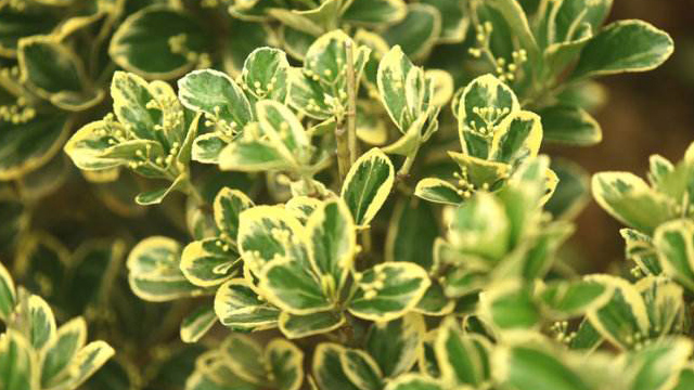 銀姬小蠟和金邊黃楊的區(qū)別 銀姬小蠟和金邊黃楊的區(qū)別