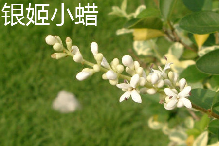 銀姬小蠟 銀姬小蠟