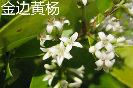 金邊黃楊 金邊黃楊